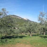 Island in Greece, Thasos, 3150 sq.m.
