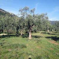 Island in Greece, Thasos, 3150 sq.m.