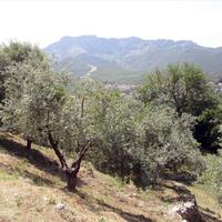 Island in Greece, Thasos, 2500 sq.m.