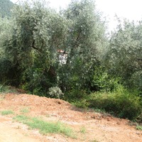 Island in Greece, Thasos, 195 sq.m.