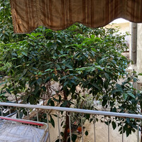 Flat in Greece, Attica, Attiki, 71 sq.m.