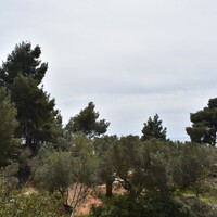 Flat in Greece, Nikiti, 75 sq.m.