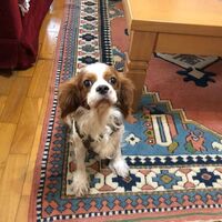 Villa in Turkey, Istanbul