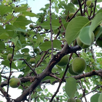 Villa in Turkey, Istanbul, 360 sq.m.