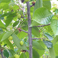 Villa in Turkey, Istanbul, 360 sq.m.