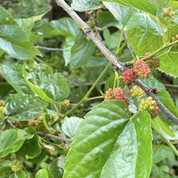 Villa in Turkey, Istanbul, 360 sq.m.