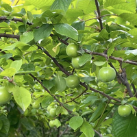 Villa in Turkey, Istanbul, 360 sq.m.