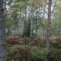 Земельный участок в Финляндии, Хирвенсалми