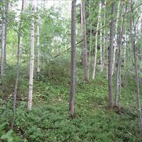 Land plot in Finland