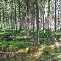 Land plot in Finland, Southern Savonia, Juva