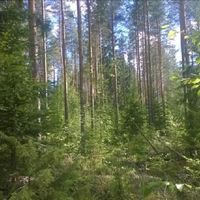 Земельный участок в Финляндии, Сулкава