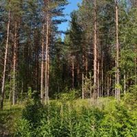 Земельный участок в Финляндии, Пуумала