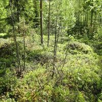 Land plot in Finland, Juva