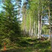 Land plot by the lake, in the forest in Finland, Savonlinna