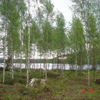 Земельный участок у озера, в лесу в Финляндии, Савонлинна