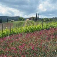 Villa in Italy, Siena, 4600 sq.m.