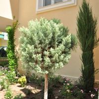 Квартира в большом городе, у моря в Болгарии, Равда, 50 кв.м.