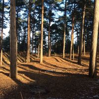 Land plot at the seaside in Latvia, Jurmala, Jaundubulti