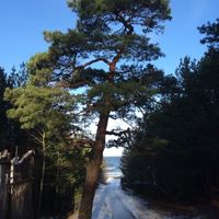 Land plot at the seaside in Latvia, Jurmala, Jaundubulti