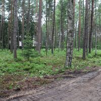 Land plot in the forest, at the seaside in Latvia, Jurmala, Jaundubulti
