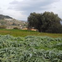 Земельный участок у моря в Италии, Бордигера