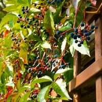 Дом в Латвии, Юрмала, Дзинтари, 318 кв.м.