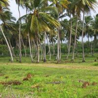 Земельный участок у моря в Доминиканской Республике, Кабарете