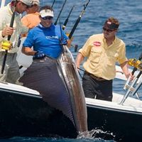 Flat in the suburbs in Dominican Republic, Sosua, 51 sq.m.