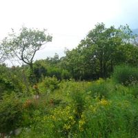Land plot in the suburbs in Montenegro, Budva, Przno
