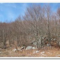 Land plot in the mountains in Montenegro, Cetinje