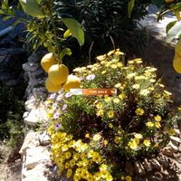 Вилла в Испании, Валенсия, Альфас-дель-Пи, 650 кв.м.