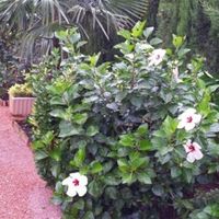 Апартаменты в Испании, Валенсия, Дения, 105 кв.м.