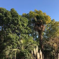 Villa at the seaside in Italy, San Remo, 450 sq.m.