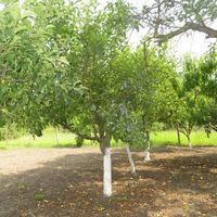 House in the village in Bulgaria, 100 sq.m.