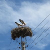 Дом в деревне в Болгарии, 70 кв.м.