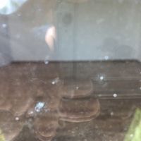 House in the village in Bulgaria, 100 sq.m.