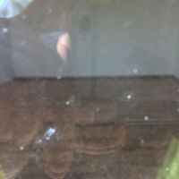 House in the village in Bulgaria, 100 sq.m.