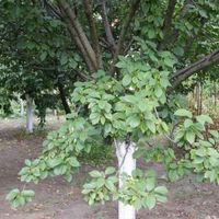 Дом в деревне в Болгарии, 230 кв.м.