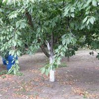 Дом в деревне в Болгарии, 230 кв.м.