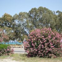Villa in Republic of Cyprus, Eparchia Larnakas, 180 sq.m.