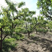 Land plot in the suburbs in Montenegro, Bar