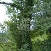 Земельный участок в пригороде в Черногории, Бар, Сутоморе