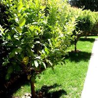 Вилла на Кипре, Лимасол, 145 кв.м.