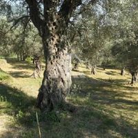 Land plot in Montenegro, Bar