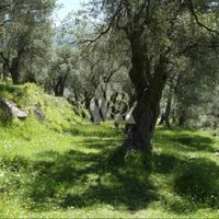 Land plot in Montenegro, Bar