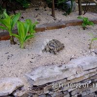 Дом у озера в Черногории, Тиват, Радовичи, 219 кв.м.