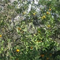 Земельный участок в Черногории, Бар