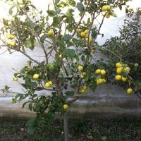 House in the suburbs in Montenegro, Bar, Sutomore, 400 sq.m.