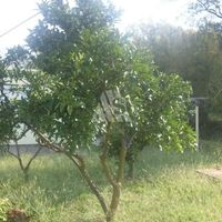 House in Montenegro, Bar, 69 sq.m.