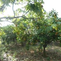 Land plot in Montenegro, Bar